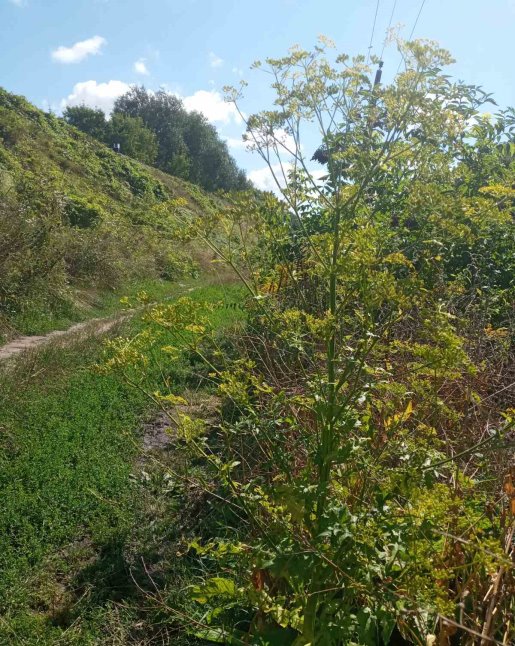 зображення_viber_2023-11-16_22-05-06-319